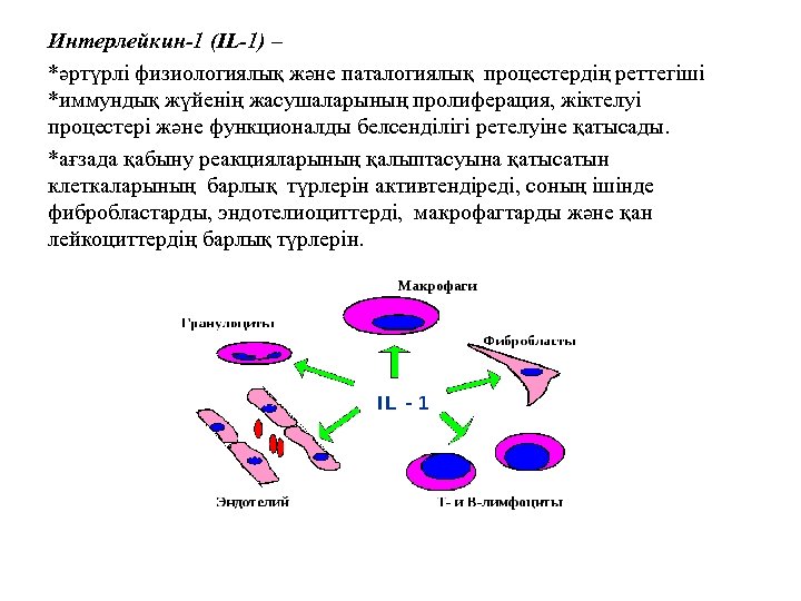 Интерлейкин-1 (IL-1) – *әртүрлі физиологиялық және паталогиялық процестердің реттегіші *иммундық жүйенің жасушаларының пролиферация, жіктелуі