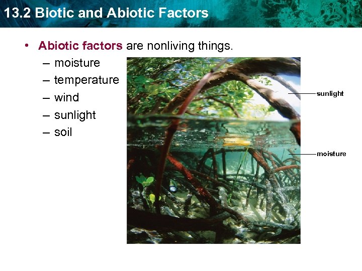 13. 2 Biotic and Abiotic Factors • Abiotic factors are nonliving things. – moisture