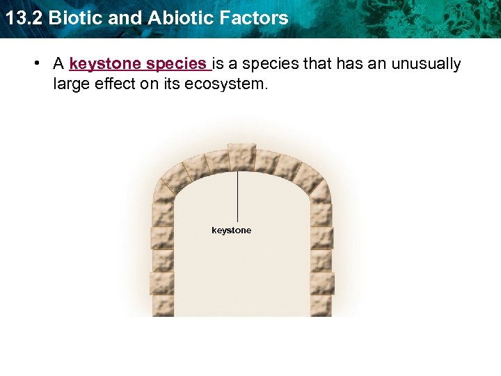 13. 2 Biotic and Abiotic Factors • A keystone species is a species that