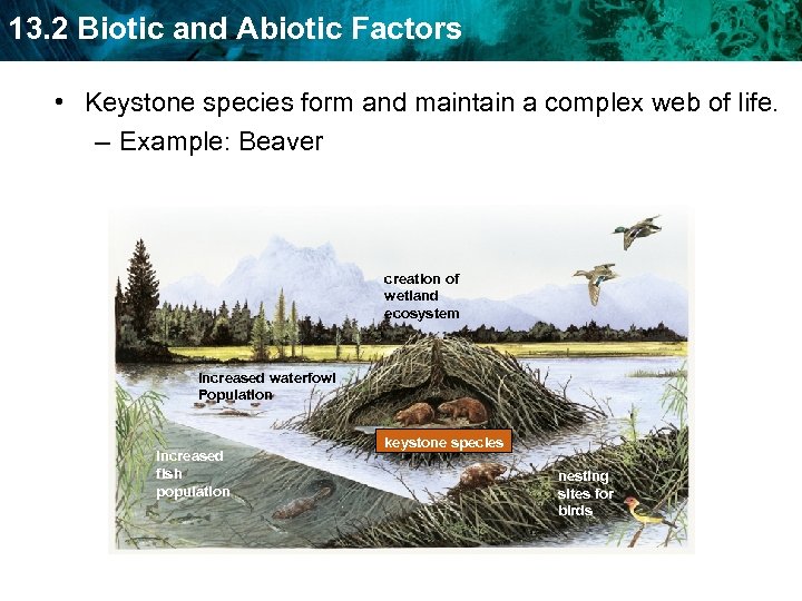 13. 2 Biotic and Abiotic Factors • Keystone species form and maintain a complex