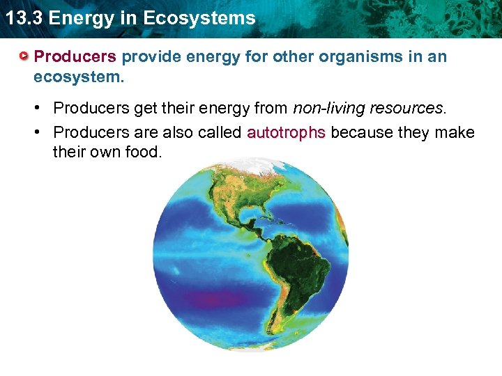 13. 3 Energy in Ecosystems Producers provide energy for other organisms in an ecosystem.