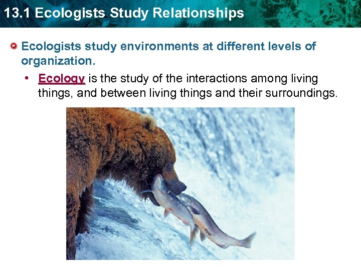 13. 1 Ecologists Study Relationships Ecologists study environments at different levels of organization. •