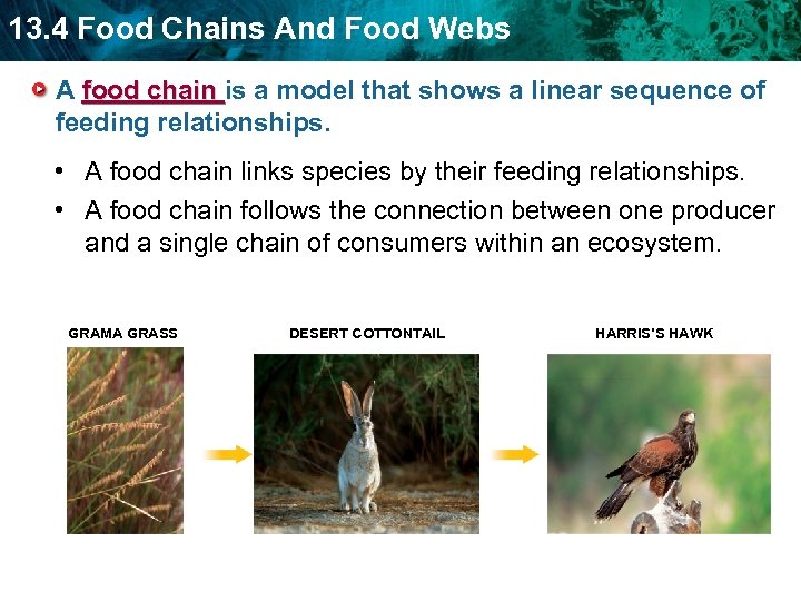 13. 4 Food Chains And Food Webs A food chain is a model that