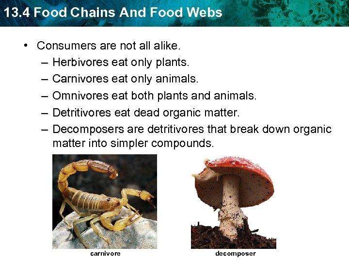 13. 4 Food Chains And Food Webs • Consumers are not all alike. –