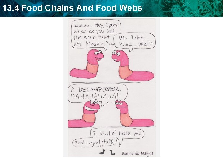 13. 4 Food Chains And Food Webs 