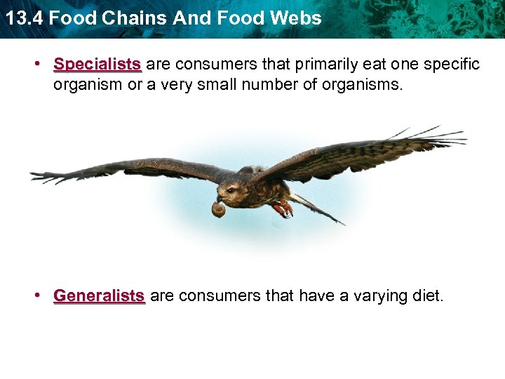 13. 4 Food Chains And Food Webs • Specialists are consumers that primarily eat