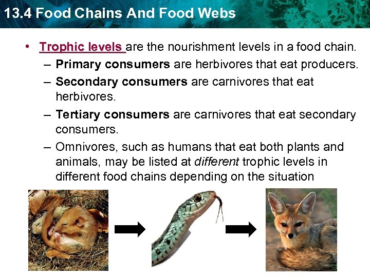 13. 4 Food Chains And Food Webs • Trophic levels are the nourishment levels