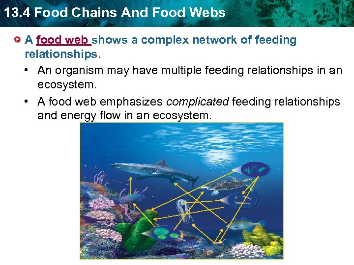 13. 4 Food Chains And Food Webs A food web shows a complex network