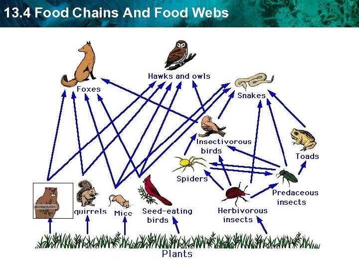 13. 4 Food Chains And Food Webs 