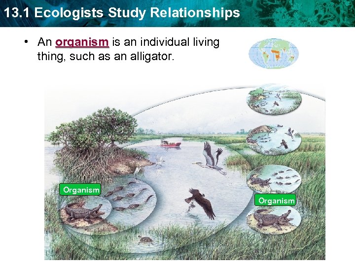 13. 1 Ecologists Study Relationships • An organism is an individual living thing, such