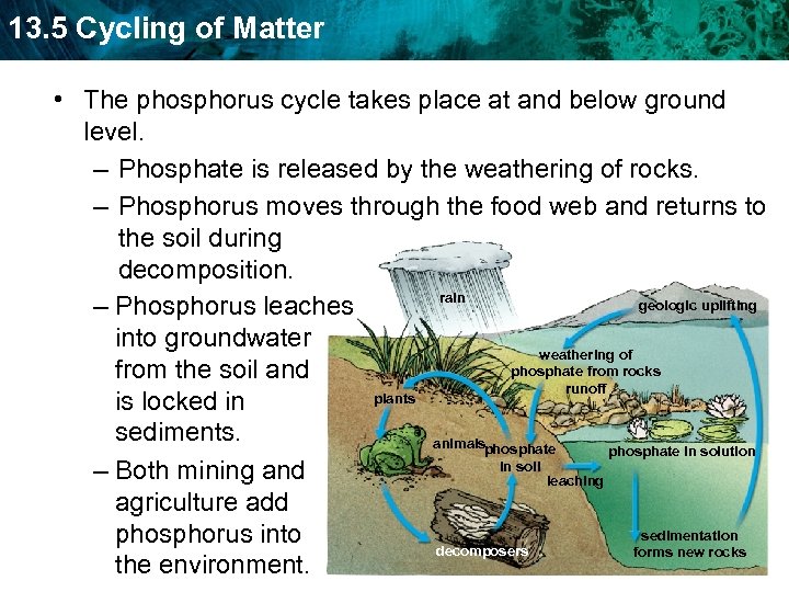 13. 5 Cycling of Matter • The phosphorus cycle takes place at and below