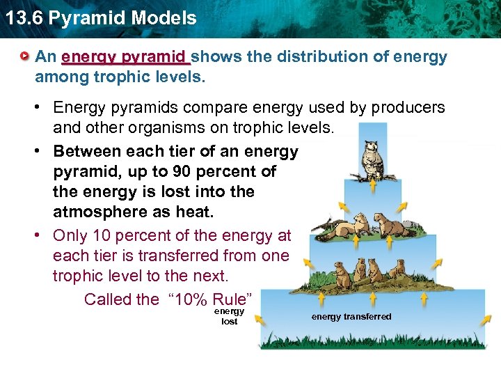 13. 6 Pyramid Models An energy pyramid shows the distribution of energy among trophic