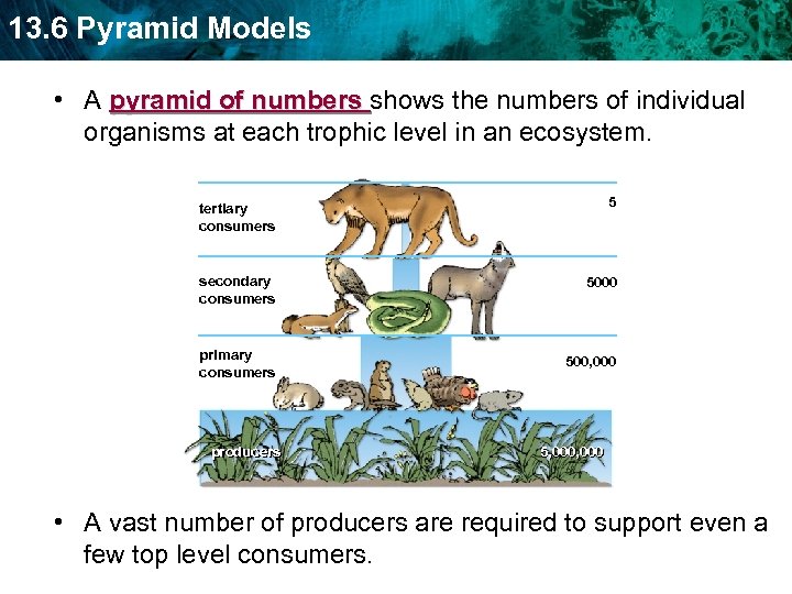 13. 6 Pyramid Models • A pyramid of numbers shows the numbers of individual