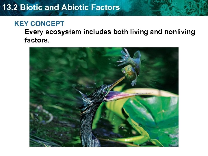 13. 2 Biotic and Abiotic Factors KEY CONCEPT Every ecosystem includes both living and