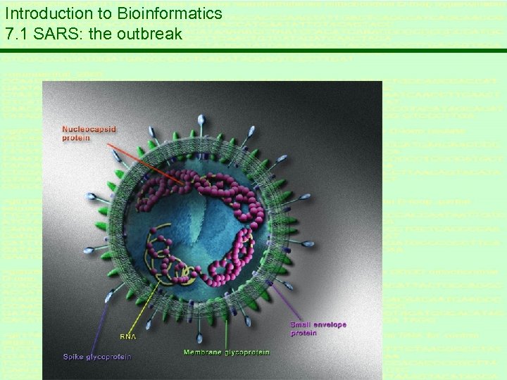 Introduction to Bioinformatics 7. 1 SARS: the outbreak 