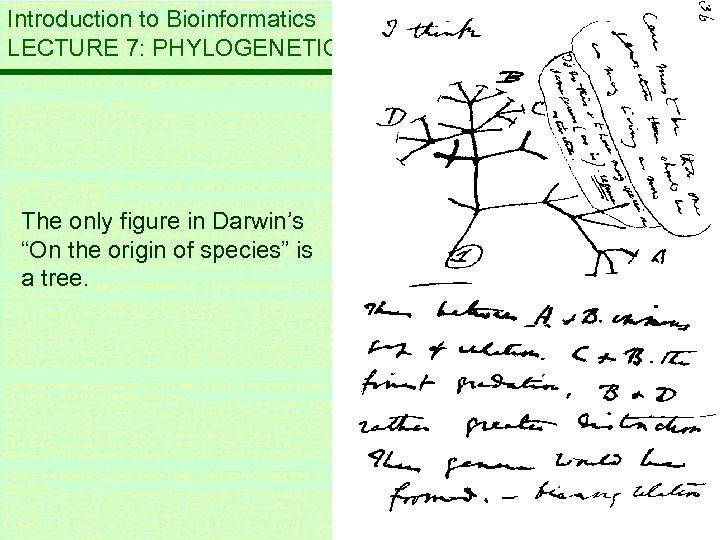 Introduction to Bioinformatics LECTURE 7: PHYLOGENETIC TREES The only figure in Darwin’s “On the