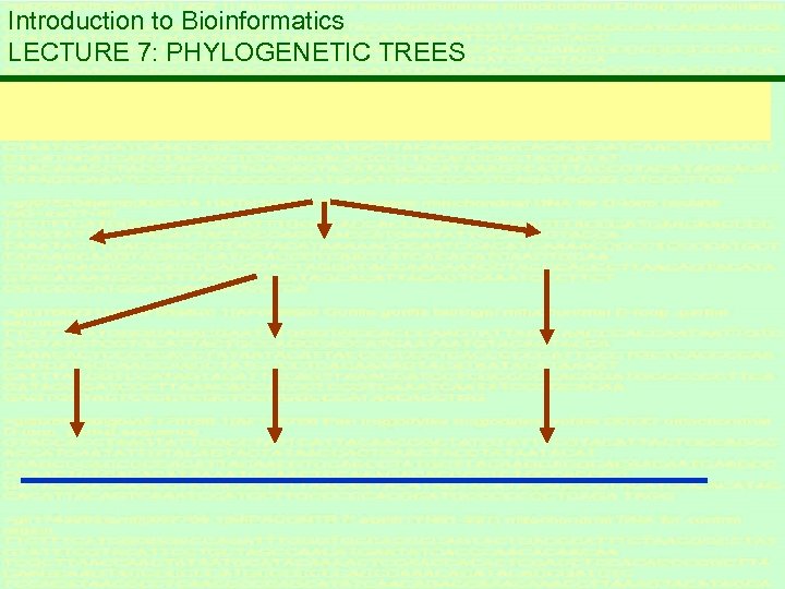 Introduction to Bioinformatics LECTURE 7: PHYLOGENETIC TREES 