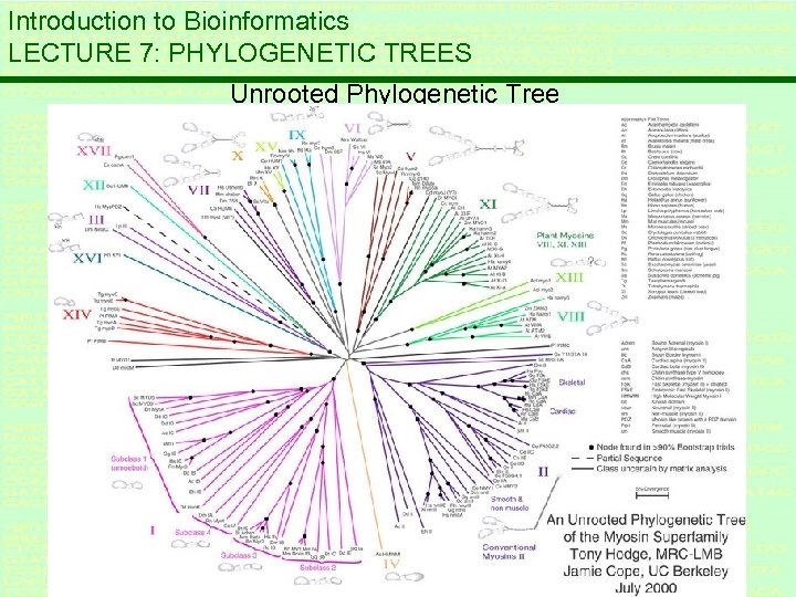 Introduction to Bioinformatics LECTURE 7: PHYLOGENETIC TREES Unrooted Phylogenetic Tree 