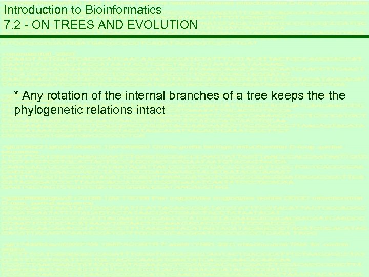 Introduction to Bioinformatics 7. 2 - ON TREES AND EVOLUTION * Any rotation of