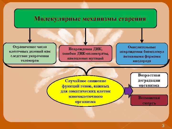 Молекулярные механизмы старения Ограничение числа клеточных делений как следствие укорочения теломеров Повреждения ДНК, ошибки