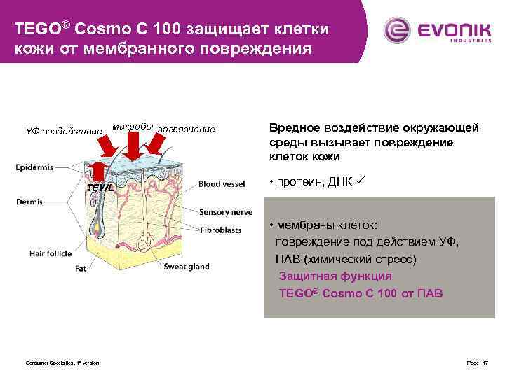 TEGO® Cosmo C 100 защищает клетки кожи от мембранного повреждения УФ воздействие микробы загрязнение