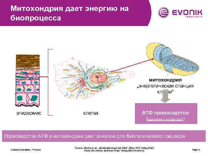 Митохондрия дает энергию на биопроцесса митохондрия „энергетическая станция клетки“ эпидермис клетка АТФ производство (аденозин