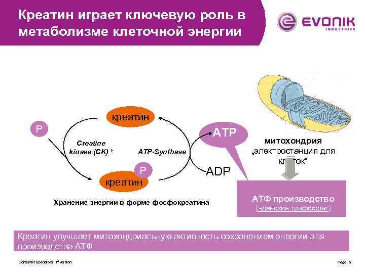 Креатин играет ключевую роль в метаболизме клеточной энергии креатин P ATP Creatine kinase (CK)