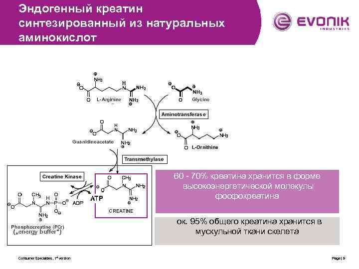 Эндогенный креатин синтезированный из натуральных аминокислот 60 - 70% креатина хранится в форме высокоэнергетической