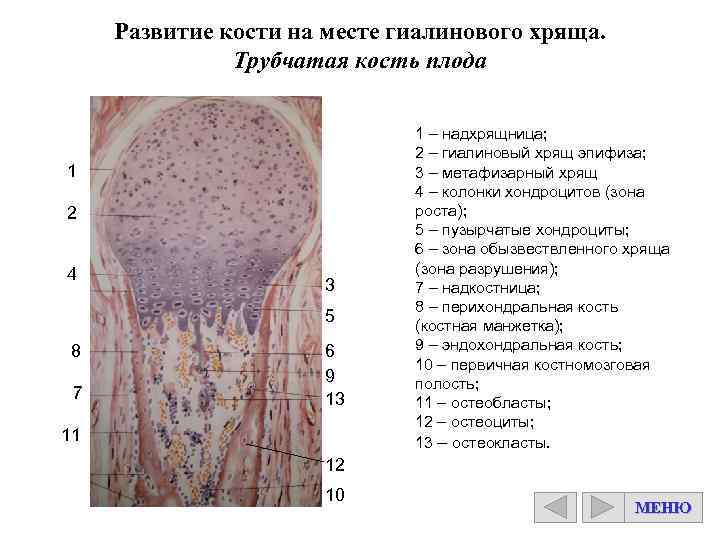 Развитие кости на месте гиалинового хряща. Трубчатая кость плода 1 2 4 3 5