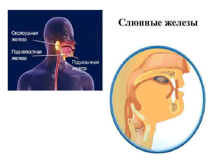 Околоушная слюнная железа фото