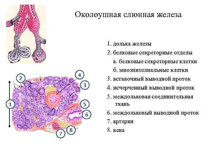 Общий план строения желез