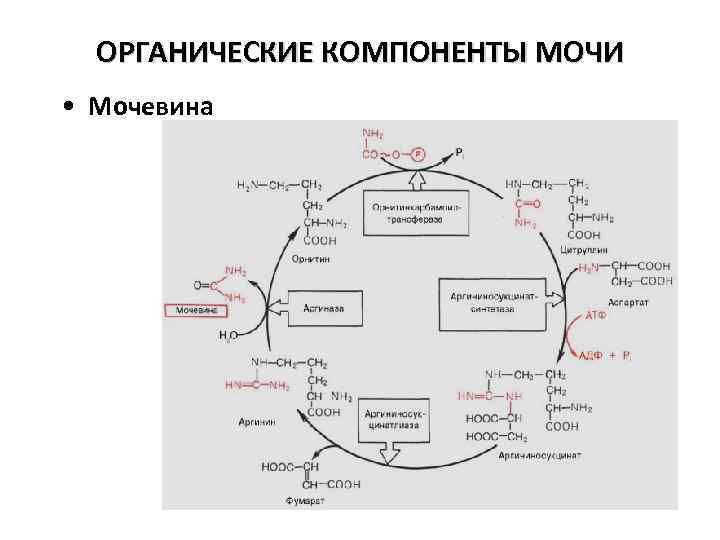 ОРГАНИЧЕСКИЕ КОМПОНЕНТЫ МОЧИ • Мочевина 