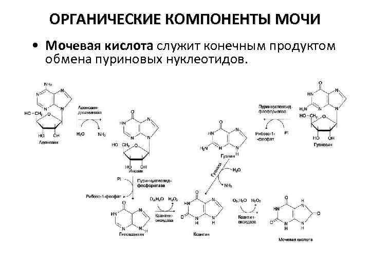 ОРГАНИЧЕСКИЕ КОМПОНЕНТЫ МОЧИ • Мочевая кислота служит конечным продуктом обмена пуриновых нуклеотидов. 