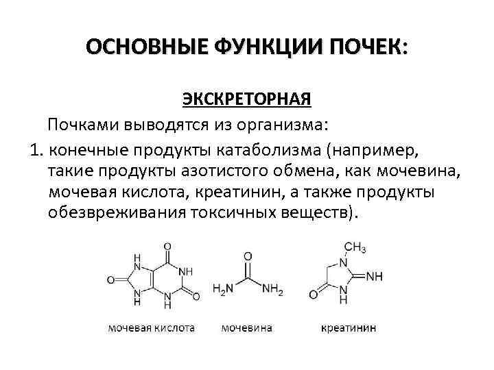 ОСНОВНЫЕ ФУНКЦИИ ПОЧЕК: ЭКСКРЕТОРНАЯ Почками выводятся из организма: 1. конечные продукты катаболизма (например, такие