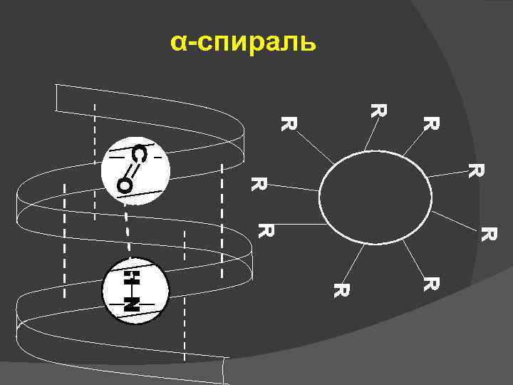 α-спираль 