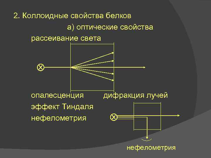 2. Коллоидные свойства белков а) оптические свойства рассеивание света опалесценция эффект Тиндаля нефелометрия дифракция