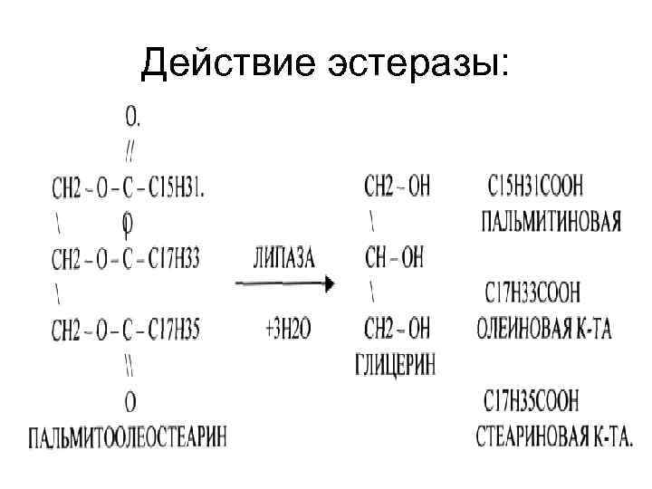 Действие эстеразы: 