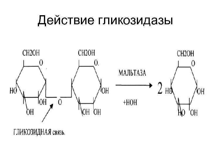 Действие гликозидазы 