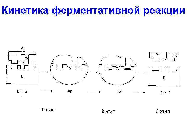 Кинетика ферментативной реакции 1 этап 2 этап 3 этап 