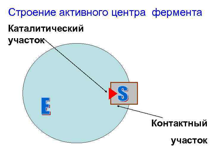 Строение активного центра фермента Каталитический участок Контактный участок 
