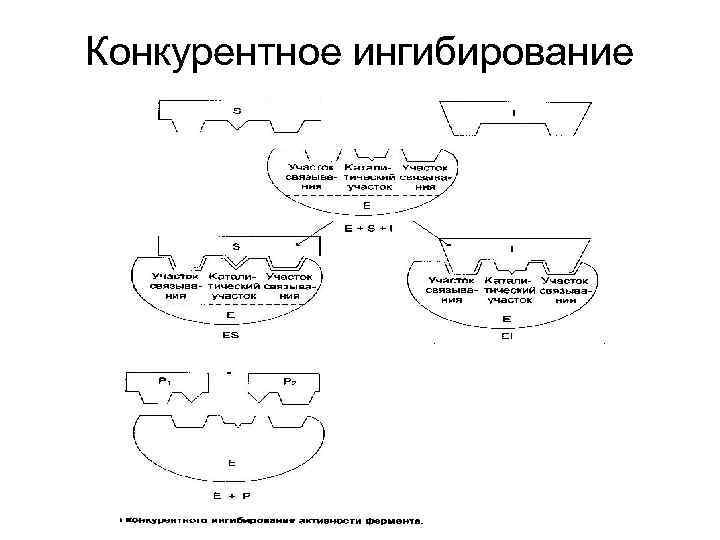 Конкурентное ингибирование 