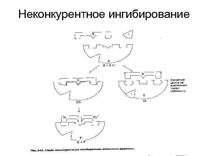 Неконкурентное ингибирование 