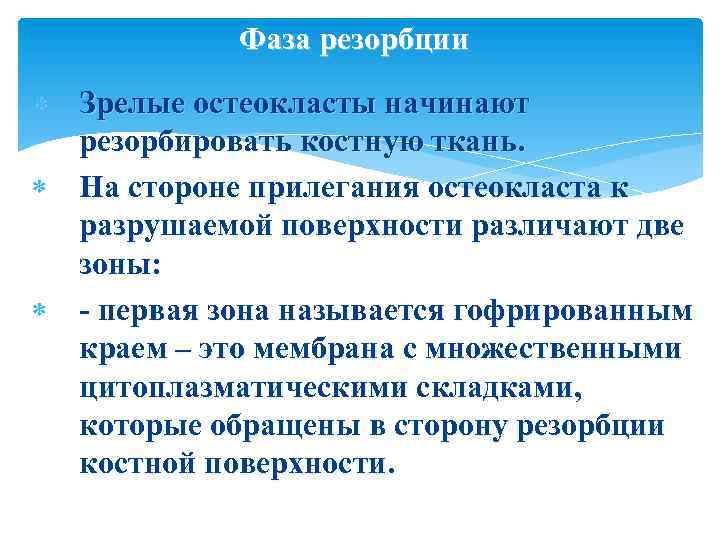 Фаза резорбции Зрелые остеокласты начинают резорбировать костную ткань. На стороне прилегания остеокласта к разрушаемой