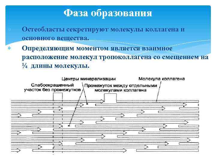 Фаза образования Остеобласты секретируют молекулы коллагена и основного вещества. Определяющим моментом является взаимное расположение