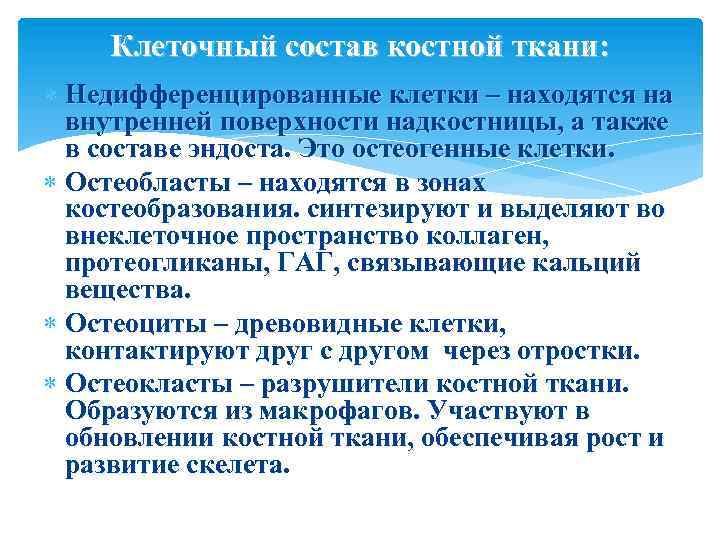 Клеточный состав костной ткани: Недифференцированные клетки – находятся на внутренней поверхности надкостницы, а также