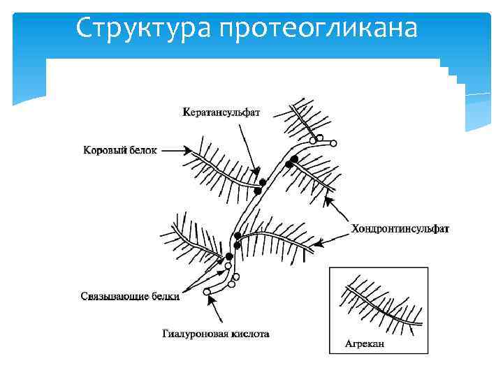 Структура протеогликана 