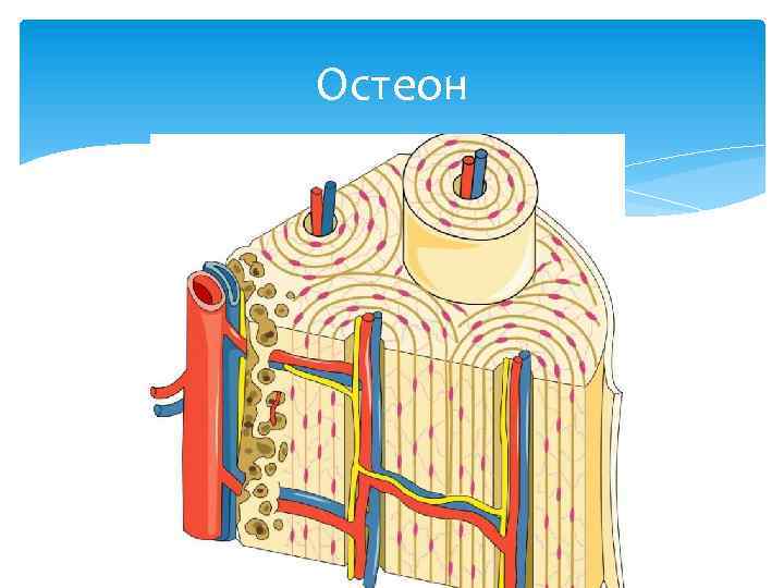 Остеон 