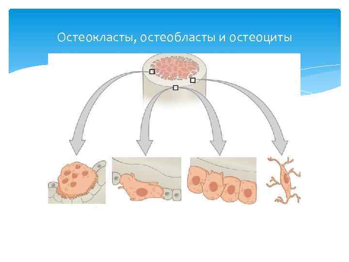 Остеокласты, остеобласты и остеоциты 