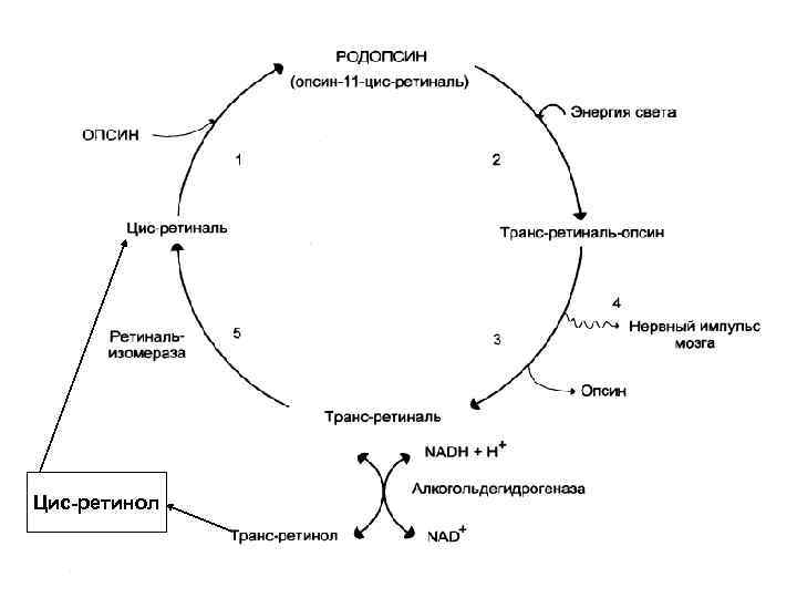 Цис-ретинол 