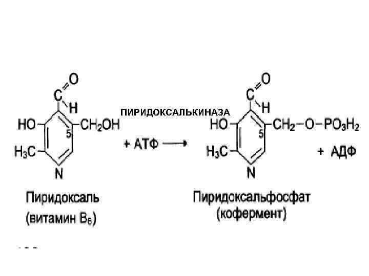 ПИРИДОКСАЛЬКИНАЗА 